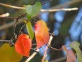  עלי שלכת "Осенние листья" Алла Пугачева     