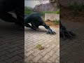 WereWolf Seen In DayLight Attack By Werewolf P6 Shorts Wolf Werewolf Werewolfx Werewolfs