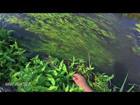 Wild Carp on fly - ITALY - Episode 3