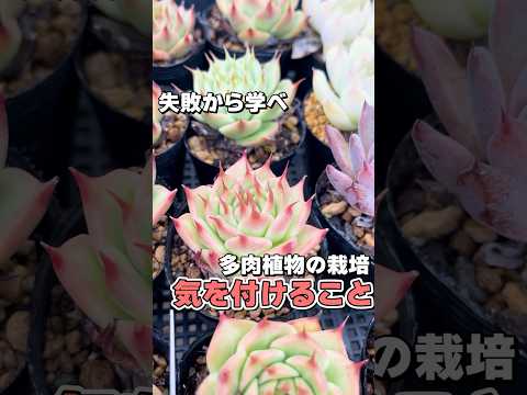 園芸 エケベリア、センペルビウムス、ジョビバーベスの区別