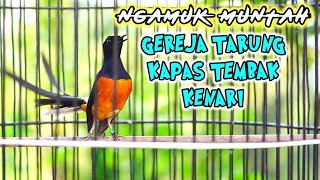 Download lagu Tembakan murai batu MUNTAH ISIAN gereja tarung,kapas tembak,kenari seketika lawan EMOSI mp3