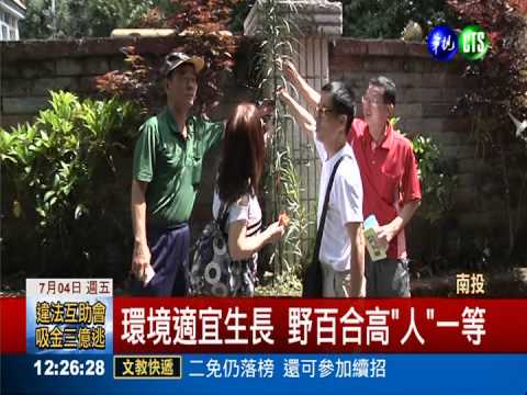 南投大"花"現! 野百合高達3.5米