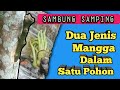 Teknik Sambung Samping Mangga Besar