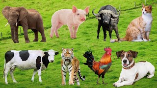 Farm Animal Life: Cow, Cat, Horse, Chicken, Rabbit, Fish, Dog, Sheep, Duck, Pig – Animal Discovery