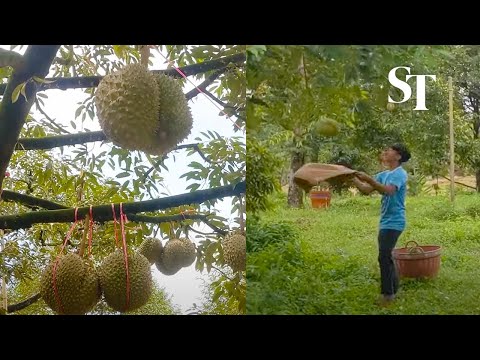 Raining durians: Workers harvest the king of fruits in Chanthaburi, Thailand