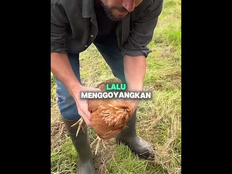 Pria ini membuat ayamnya tertidur dengan cepat 😱