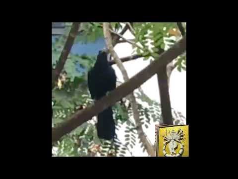 Koyal ke sur😍 UmaSri