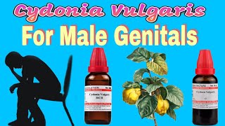 Cydonia vulgaris homeopathic medicine for male genitals | cydonia vulgaris क्या काम आती है