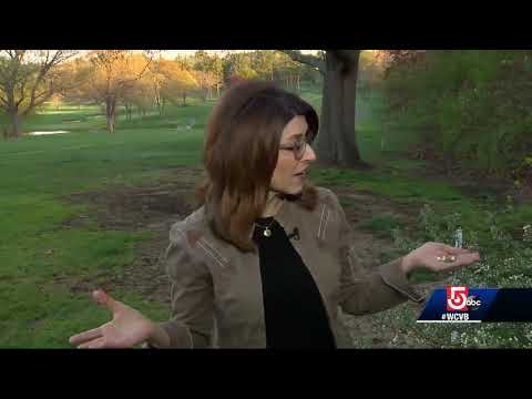 Pesky tree killer about to be wiped out in Massachusetts