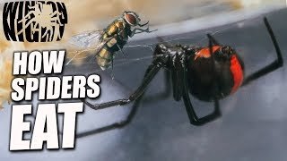 Spiders in Australia - How does a Spider EAT? (Redback Spider) Ep 2
