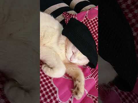 Please like subscribe and comment ❤💫 Ep 2💫💫