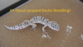 Leopard gecko shedding FAQ