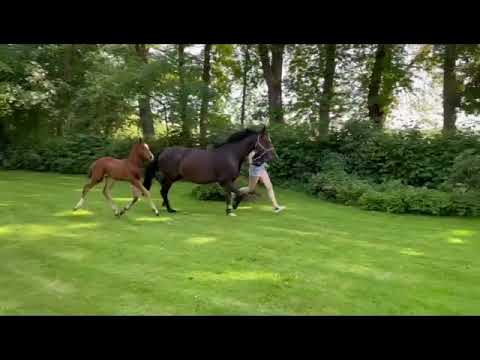 Hengstfohlen von Benicio - Fohlenschau 06/2021