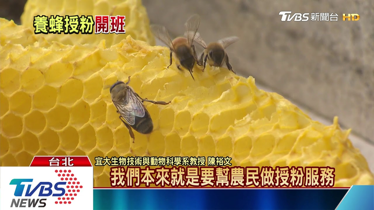 幫助瓜農授粉 他打造專職的「蜜蜂授粉業」