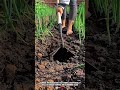 Unique Triangular Hoe That Works Exceptionally Well Toolholder