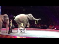 HOW TO CATCH An Elephant Poops During Ringling Brothers Circus By ROCKnDOC