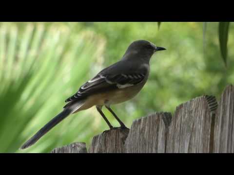 nature in my backyard episode 206 (HD)