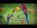 Good Morning New Good Morning Good Morning Status Short