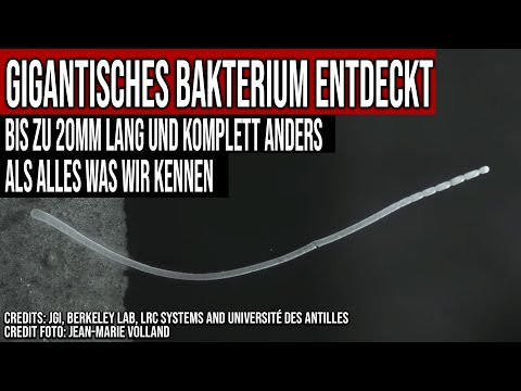Scientific Sensation - Gigantic Bacteria Discovered - Up to 20mm Long
