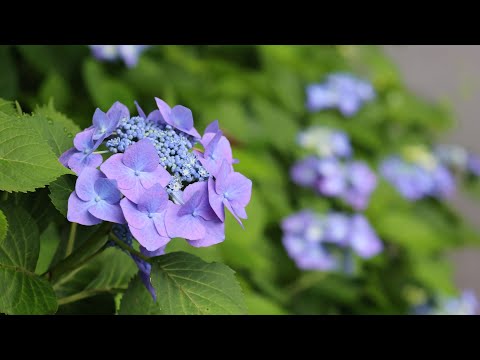 新阿蘇紀行（53.黒川あじさい通り）