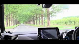 (車載動画)滋賀県高島市メタセコイア並木2026-8-9