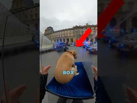 Man Saves Dog From Museum Display!