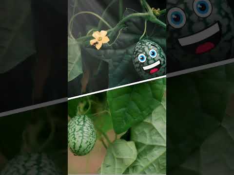 , title : 'Pruning cucumber plants shorts cucumber'