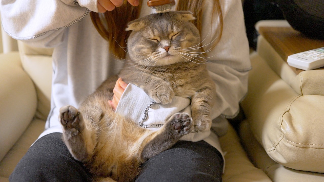 ママの顔面マッサージが気持ちよすぎてとろけた猫