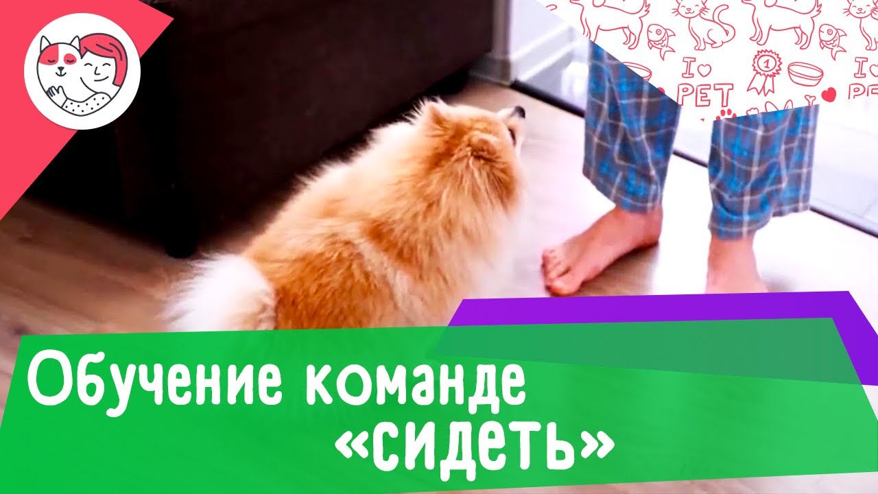3 способа обучить собаку команде «сидеть»