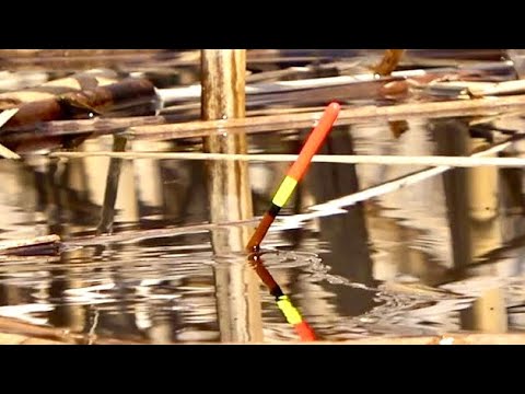 Карась на Поплавок - Рыбалка как в детстве!