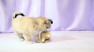 ハーフ犬の動画01