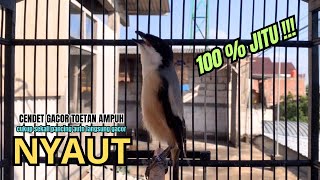 Download lagu cendet gacor TOETAN AMPUH full MATERI,, PANCINGAN CENDET AGAR BUNYI bikin BURUNG PENTET GACOR NYAUT mp3 Download lagu cendet gacor TOETAN AMPUH full MATERI,, PANCINGAN CENDET AGAR BUNYI bikin BURUNG PENTET GACOR NYAUT mp3
