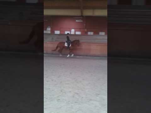 Donna Gratia, Stute v. Don Frederic x Abanos