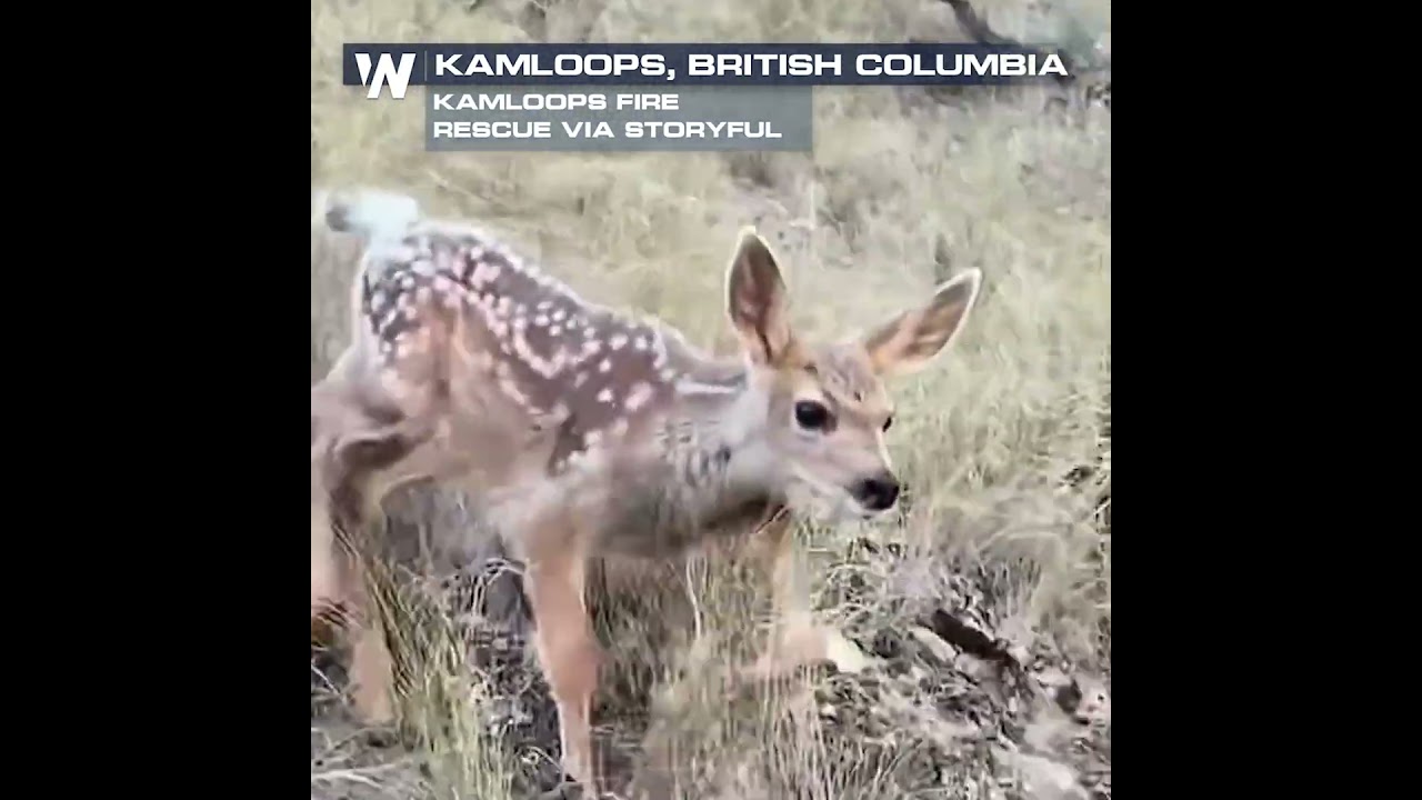 Southern British Columbia wildfires force evacuation of residents and wildlife
