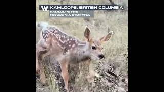 Southern British Columbia wildfires force evacuation of residents and wildlife