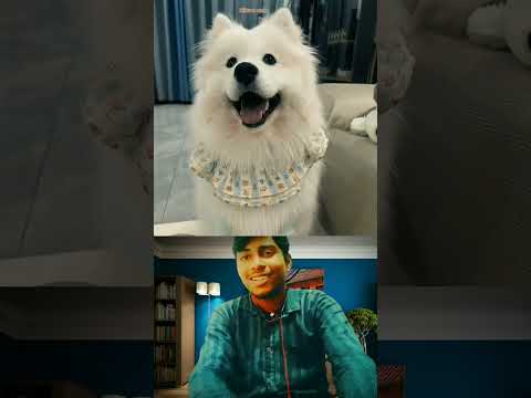 Lovely 😍 Dog Collection|Music- One Dance| #lovely #dog #cute #husky #beautiful #onedance