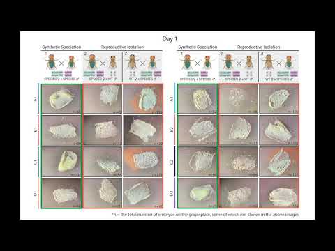 Synthetic SPECIES Developed for Use as a Confinable Gene Drive