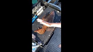 Download lagu Cara Paling Manusiawi Untuk Memanen Cumi Cumi Sebelum Dimasak #shorts mp3