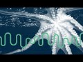 Cephalopod Week Movie Night With Science Friday Deep Look