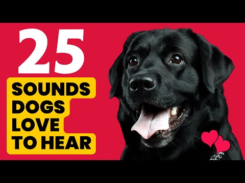 25 Sounds That Dogs LOVE To Hear The Most 🐶❤️