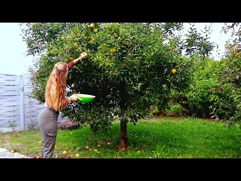 Viata la tara toamna