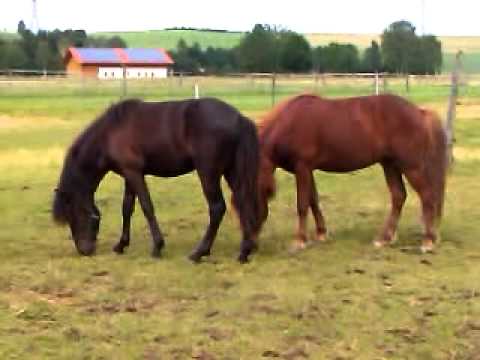 Raudur und skuggablakkur vom Hermannsburg :)