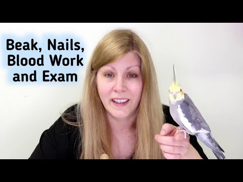 YouTube video about: How much does a bird vet visit cost?