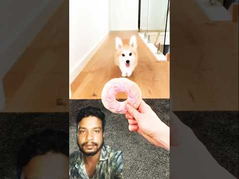 #puppy #corgi #funny #cutedog #shibalovers #cute #cutebaby #youtubeshorts #youtube #shortvideo