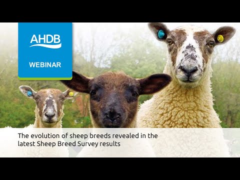 , title : 'The evolution of sheep breeds revealed in the latest Sheep Breed Survey results'