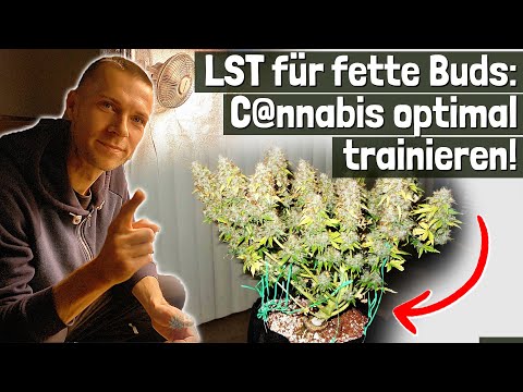 Low Stress Training: Step by step to higher yields