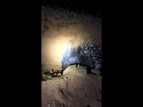 Dikobraz kapský (Hystrix africaeaustralis) — mladý jedinec