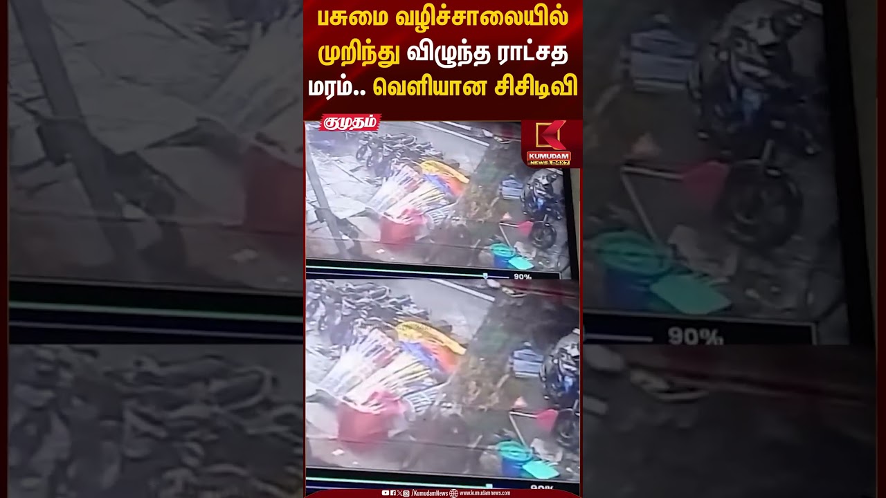 பசுமை வழிச்சாலையில் முறிந்து விழுந்த ராட்சத மரம்.. வெளியான சிசிடிவி | Tree Fall Accident |Car Damage
