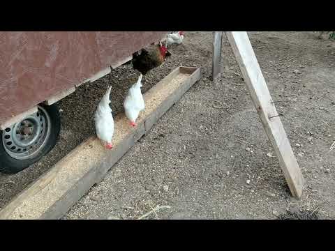 Milben Befall bei Hühner funktioniert das auch bei euch?