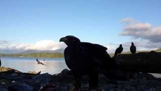 preview picture of video 'Eagles in Bella Bella, BC June 2013'